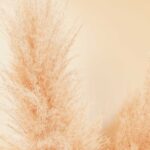 Vuoi decorare la casa con le piante ma il "verde" non fa per te? Lasciati ispirare dal trend dell'Erba delle Pampas!