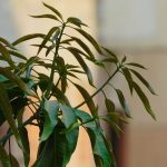 BLOG_Circondati di verde anche se il tuo outdoor si limita al balcone. Con un piccolo albero in vaso puoi avvicinarti di più alla natura!1